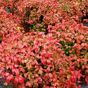 Fire Power Nandina